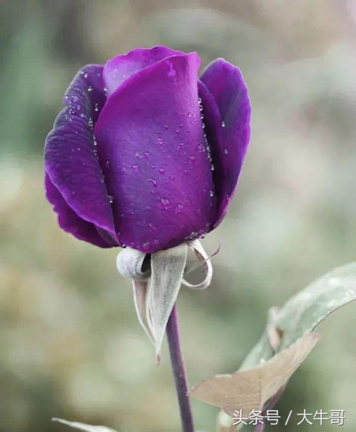 十种玫瑰花的寓意和花语,玫瑰花1-10朵代表含义