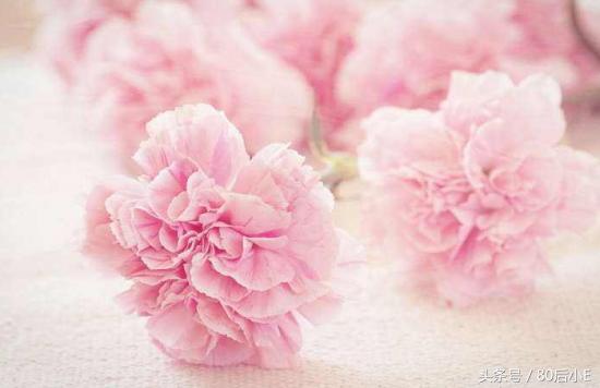 常见花的花语大全简单常见,常见花语大全50种花的花语