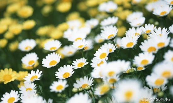 常见花的花语大全简单常见,常见花语大全50种花的花语