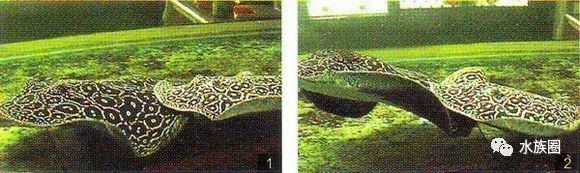 魟鱼养殖技术视频大全,魟鱼饲养入门