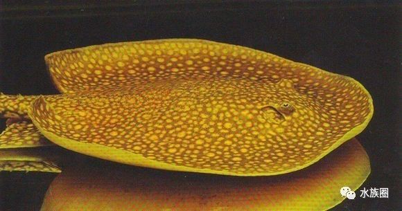 魟鱼养殖技术视频大全,魟鱼饲养入门