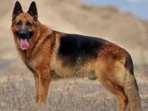 德国黑背牧羊犬能长多大,德国黑背牧羊犬直播间