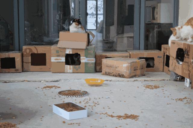 别担心,医学院的猫都还挺好的