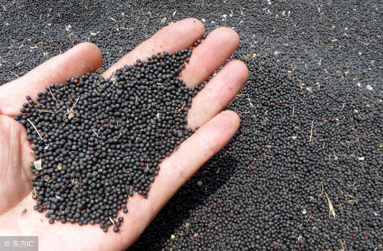 菜籽油低芥酸健康吗,菜籽油低芥酸有害吗