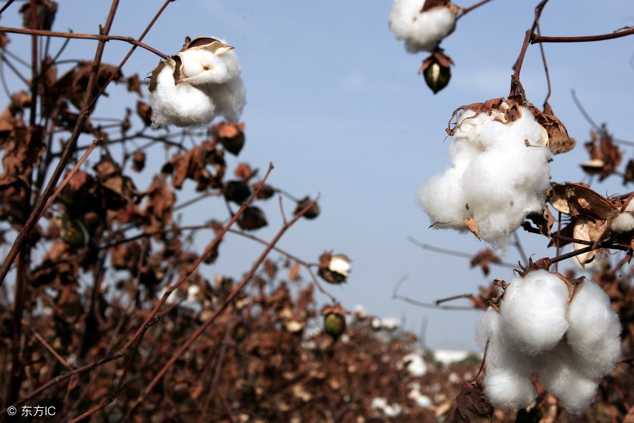 棉籽油能吃吗科学解答,吃棉籽油的好处和害处