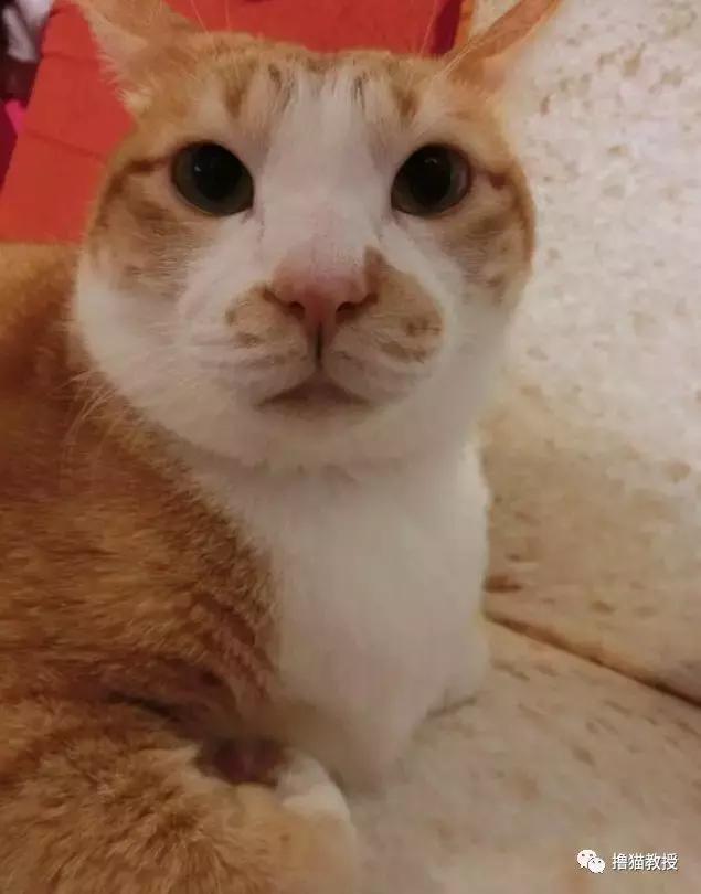 美了!胖猫竟然爱上了敷面膜