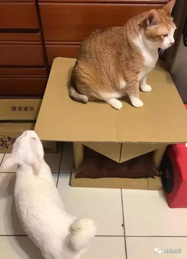 美了!胖猫竟然爱上了敷面膜