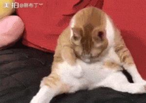 美了!胖猫竟然爱上了敷面膜