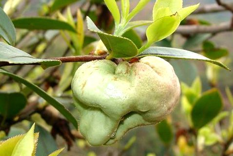 大别山新县原始森林,大别山儿时的味道野刺果