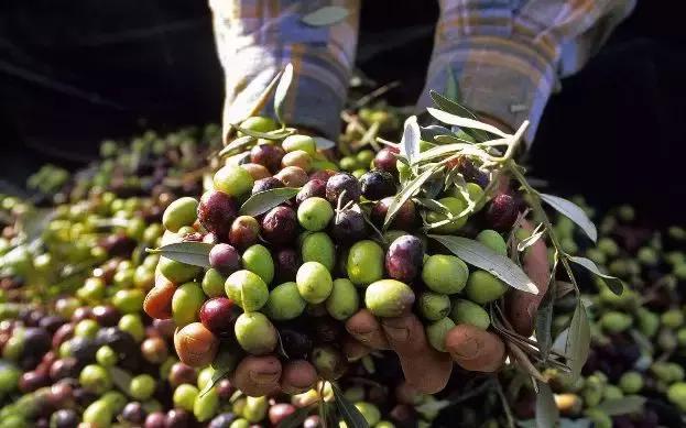 西班牙特级初榨橄榄油,橄榄油西班牙