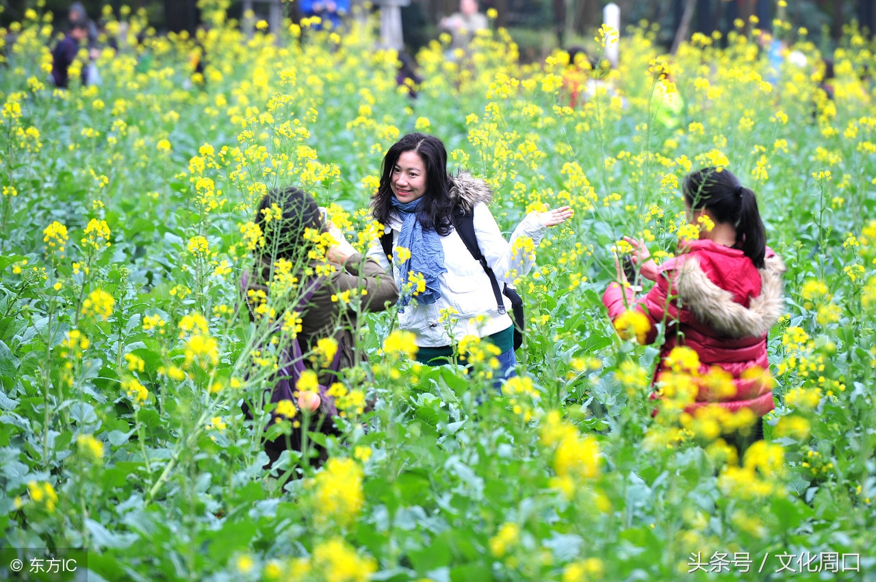 文化周口|河南周口淮阳县曹河乡