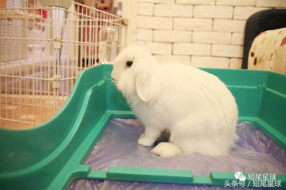 哪种兔笼比较好,兔笼有几种款式