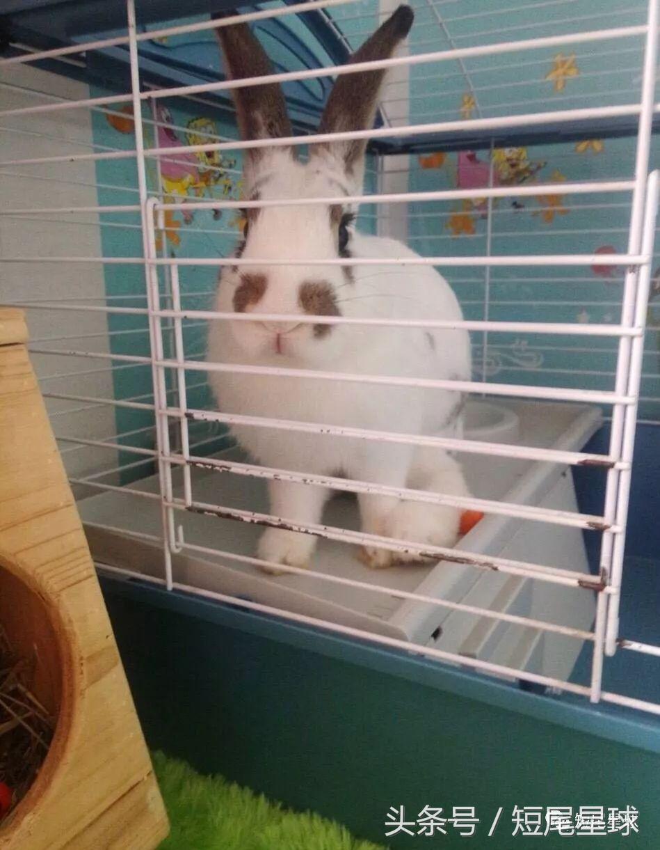 哪种兔笼比较好,兔笼有几种款式