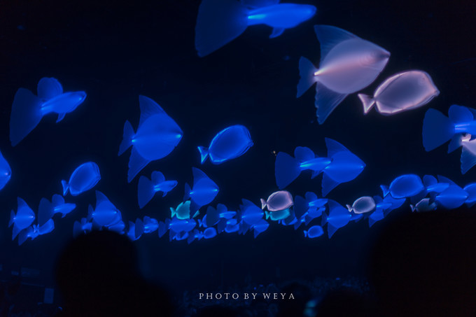 面面旅拍—诉不完千古泪,道不停三亚情,这个冬天我们掌心有太阳