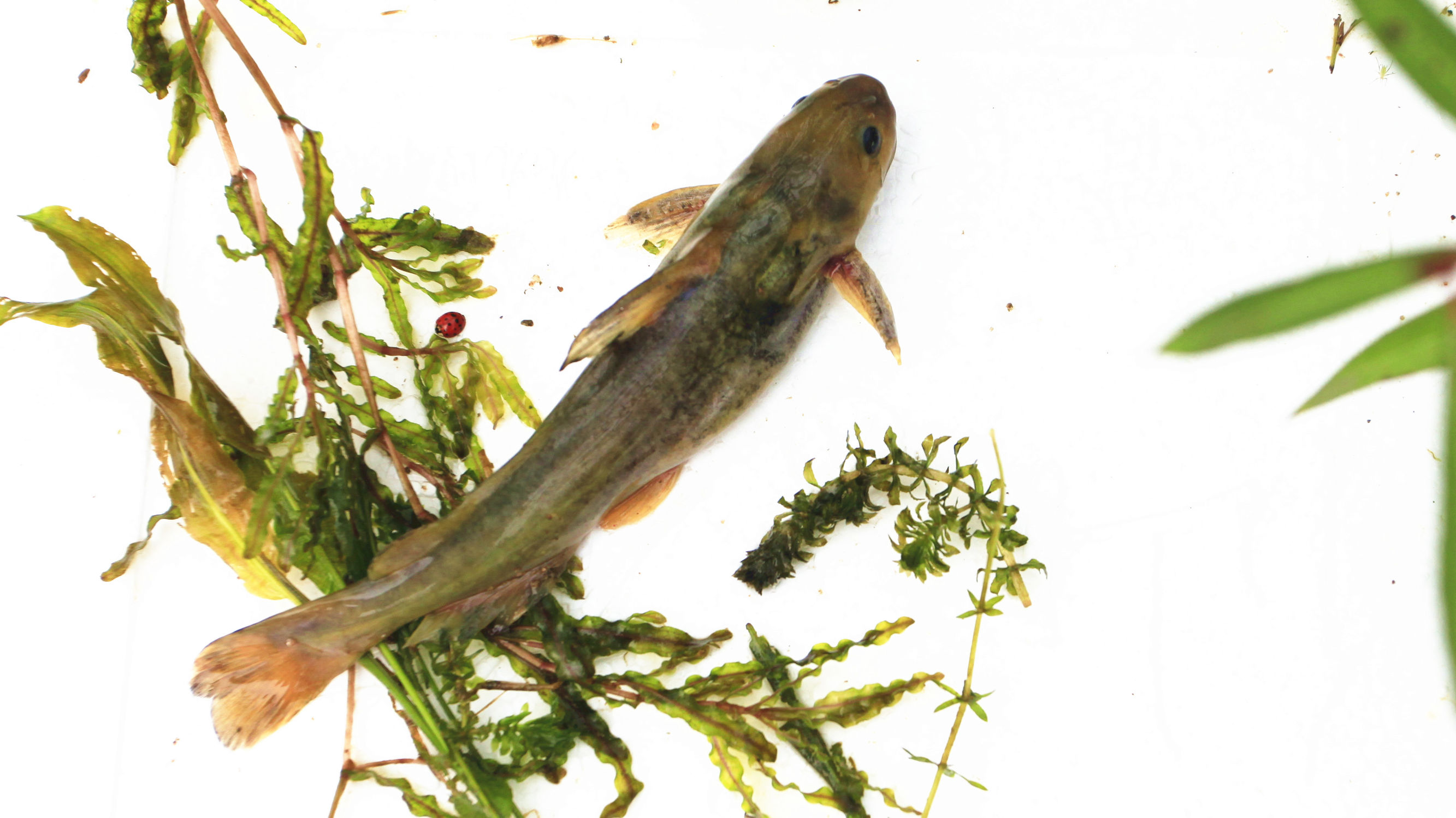 野钓意境图,意境泛舟钓鱼图