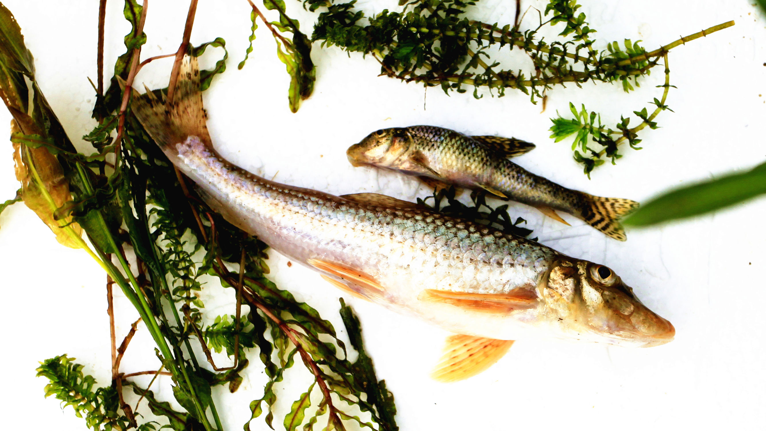 野钓意境图,意境泛舟钓鱼图