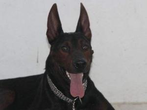 优秀品种德牧幼犬,国产顶级大型莱州红犬