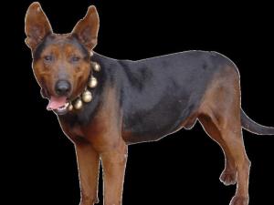 优秀品种德牧幼犬,国产顶级大型莱州红犬