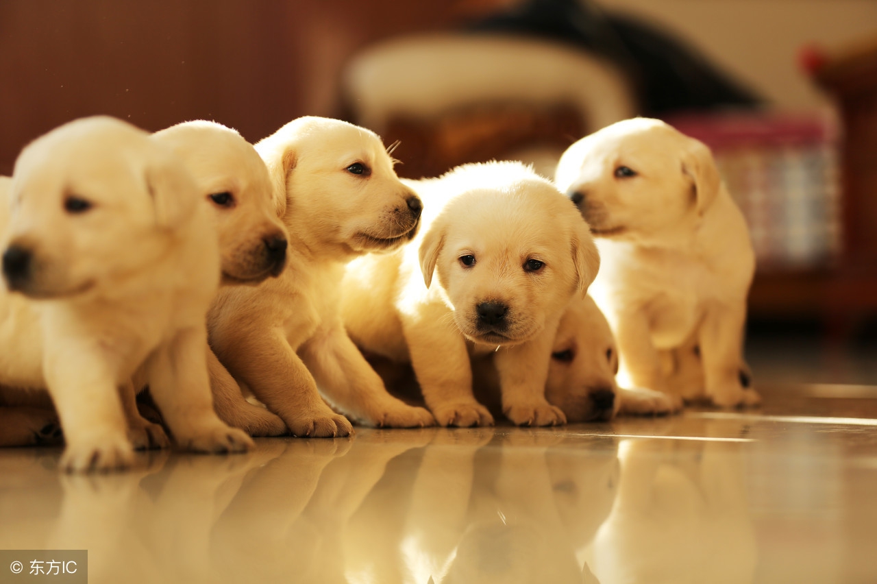 狗狗染色差点导致失明,隐藏在宠物染色剂下的伤害