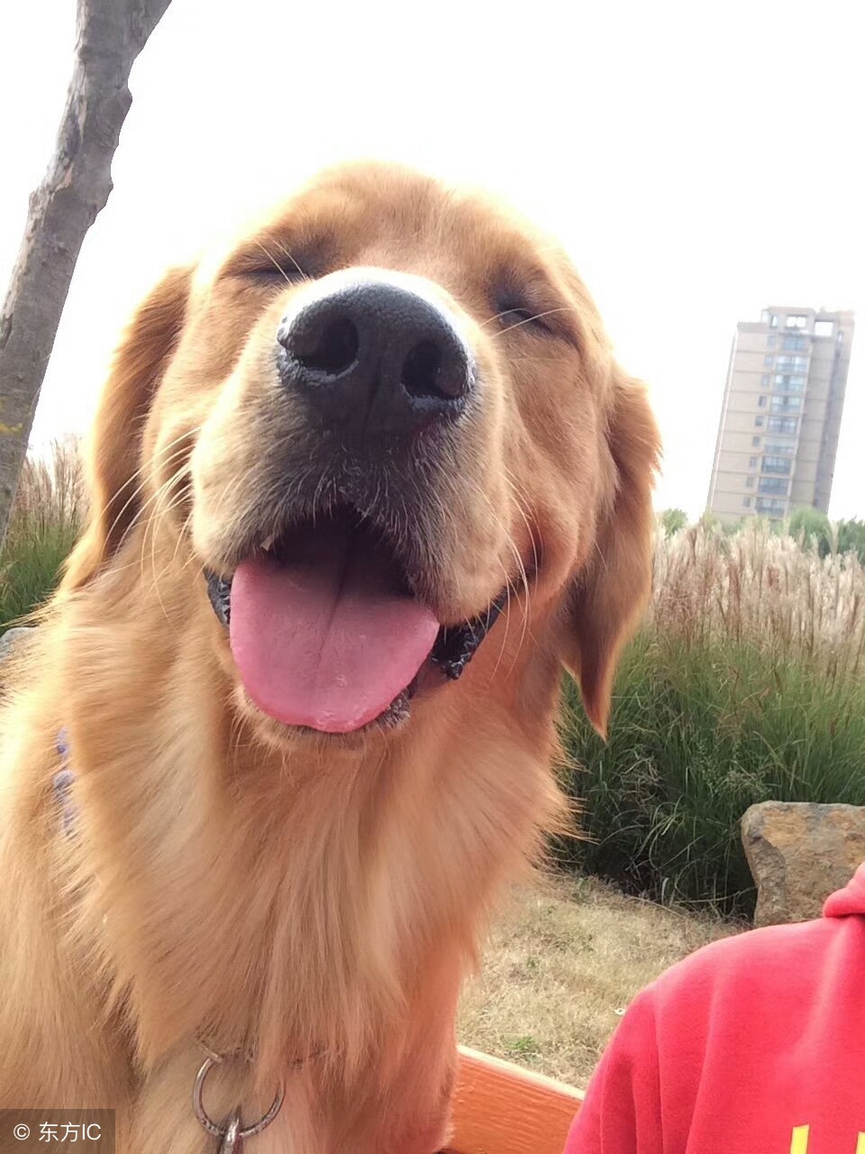 狗狗染色差点导致失明,隐藏在宠物染色剂下的伤害