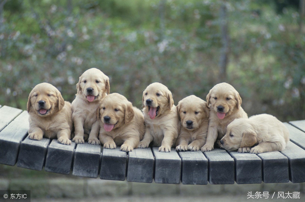 买宠物犬瘟细小冠状都要测试吗,宠物狗检测试纸哪里买