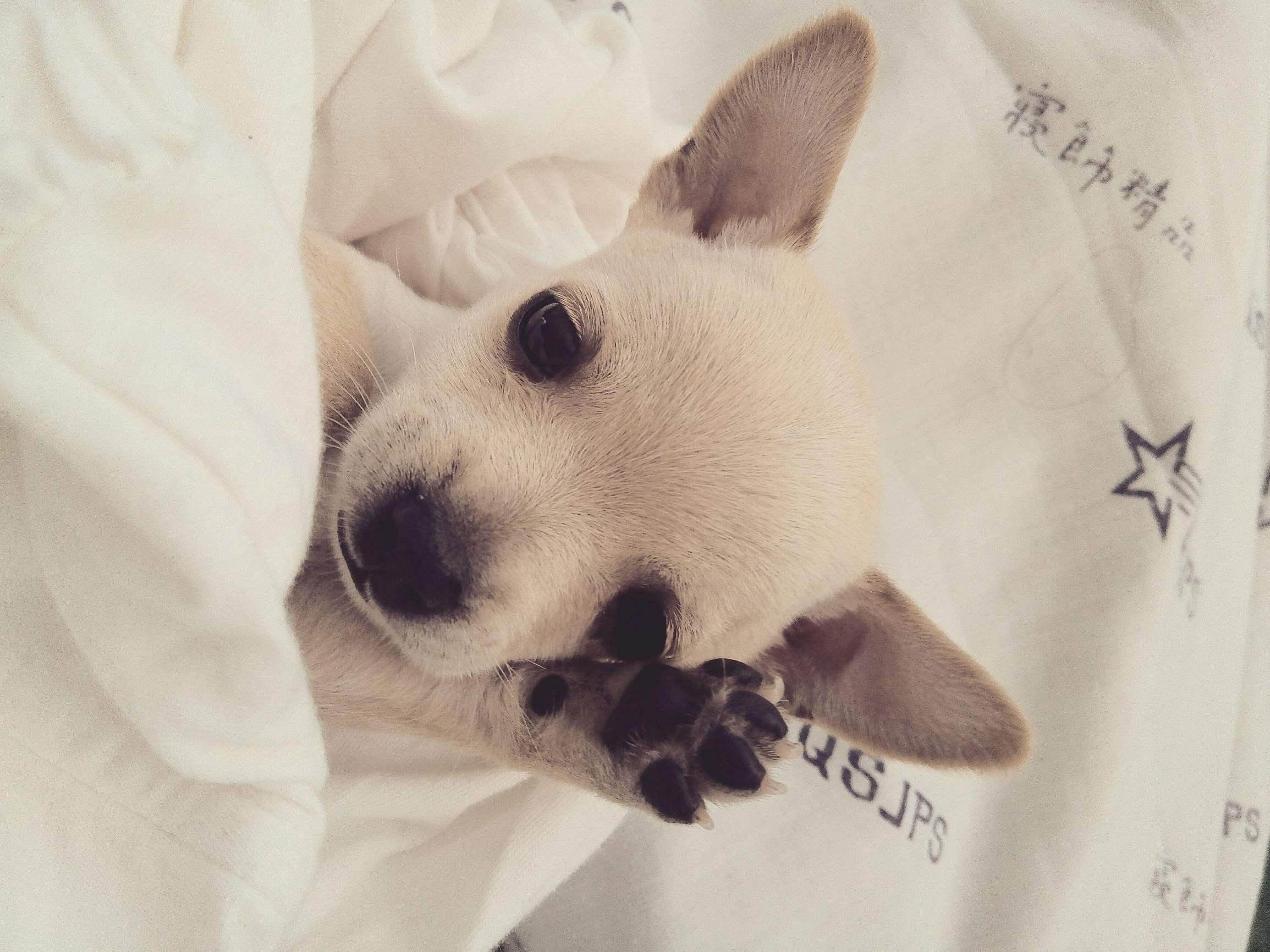 吉娃娃狗好不好养,吉娃娃小狗好养吗