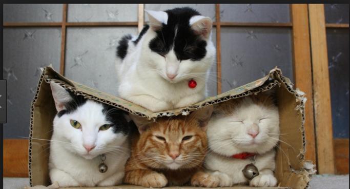 如何做一只合格小公猫,怎么做猫才会让猫喜欢你