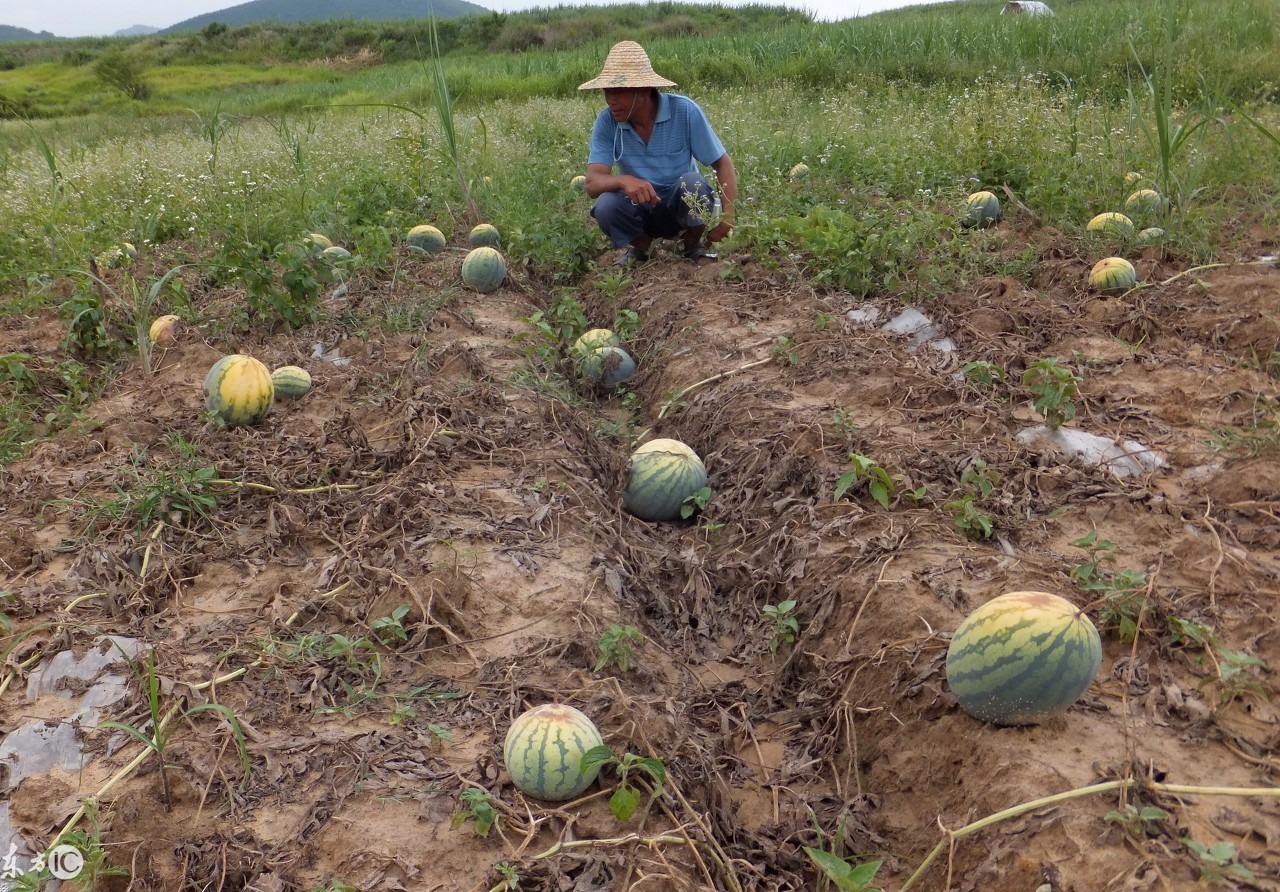 假种子被抓,中国三农假种子事件