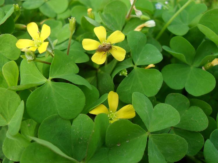 娃儿子不着家娘亲学了种三叶草攻略