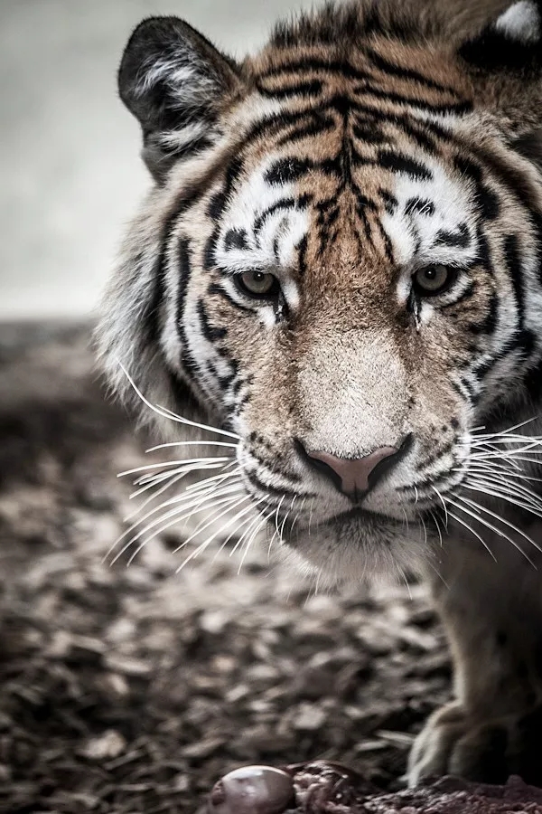 壁纸老虎狮子超霸气超清壁纸,大象老虎狮子谁才是百兽之王