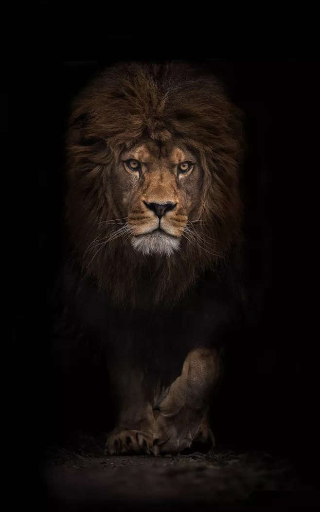 壁纸老虎狮子超霸气超清壁纸,大象老虎狮子谁才是百兽之王