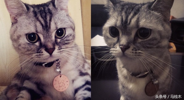 蠢萌猫敷蛛丝面膜，处女座猫奴表示不能忍