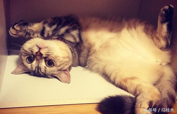 蠢萌猫敷蛛丝面膜，处女座猫奴表示不能忍