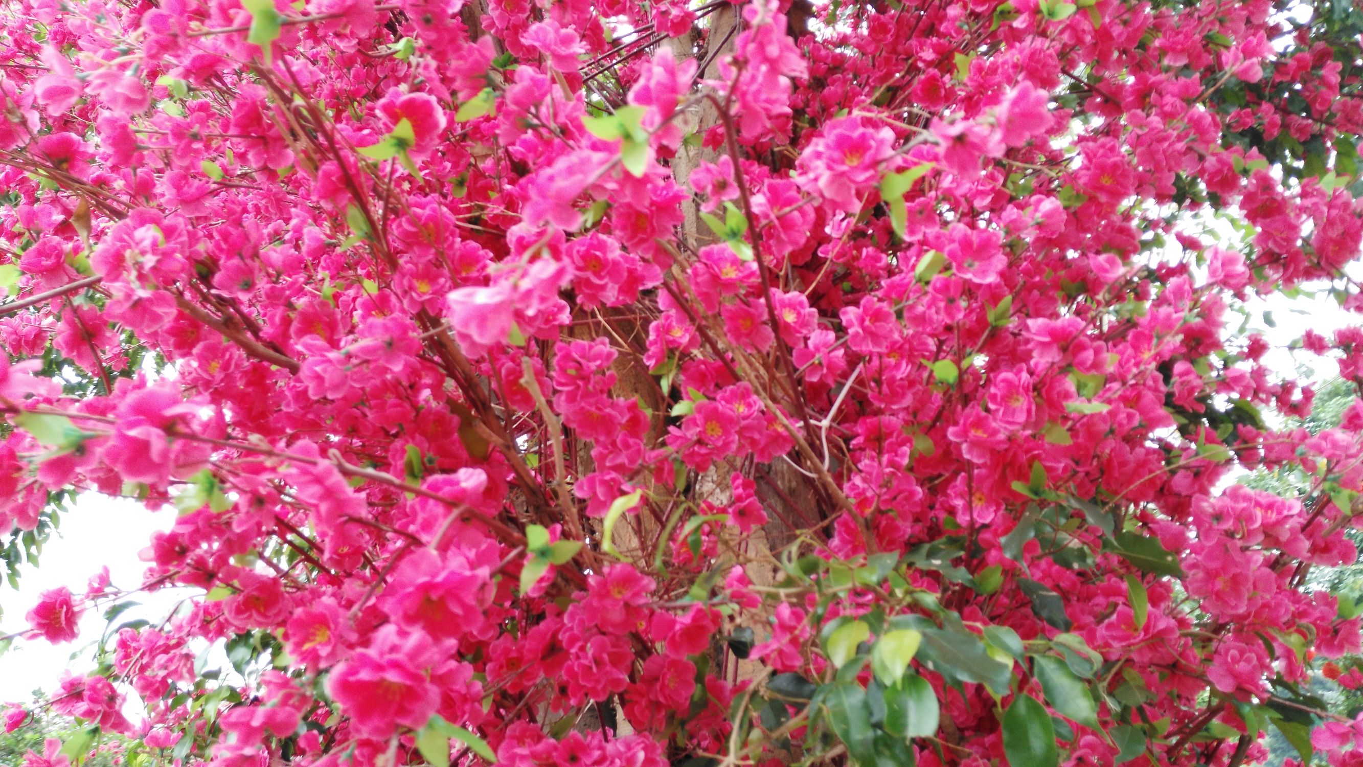 从化宝趣玫瑰世界,广州从化宝趣玫瑰基地