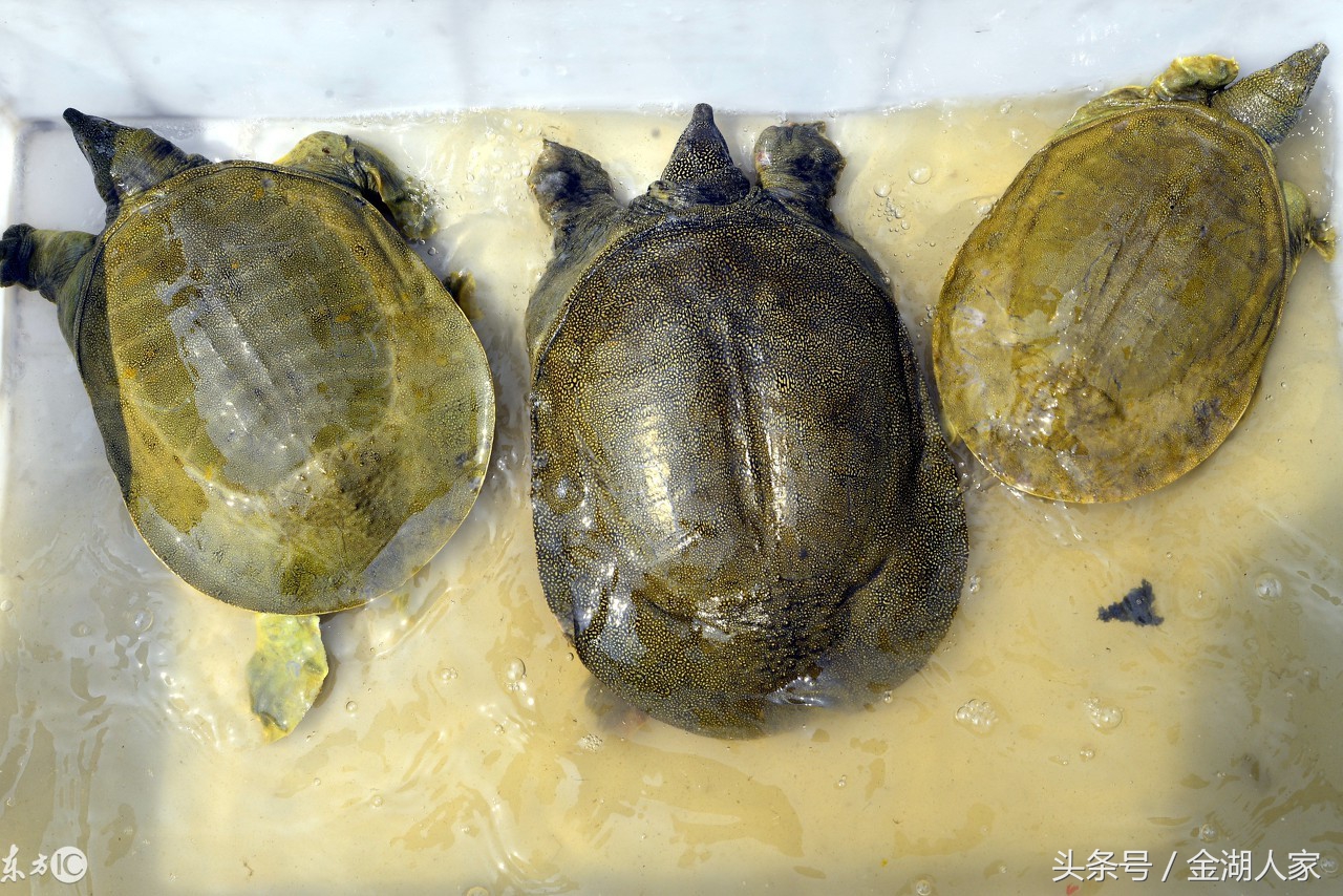 甲鱼养殖方法和技巧,甲鱼怎么养殖才能生长得更好