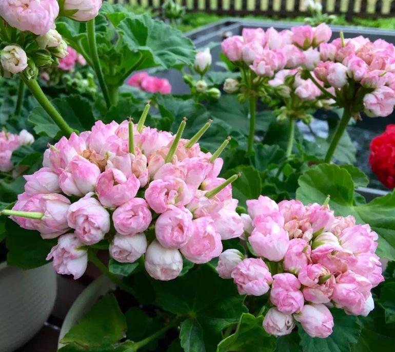 天竺葵好看又好养的品种有哪些 (天竺葵哪些品种漂亮好看又好养)