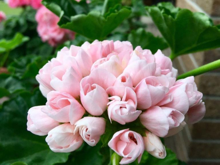 天竺葵好看又好养的品种有哪些 (天竺葵哪些品种漂亮好看又好养)