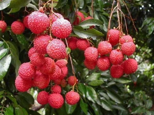 电白景色合集,电白风景