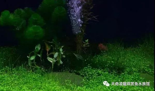 龙鱼和草缸怎么玩？用手玩！