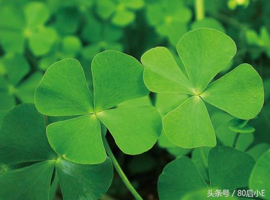 常见花的花语大全简单常见,常见花语大全50种花的花语