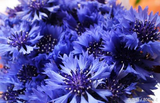 常见花的花语大全简单常见,常见花语大全50种花的花语