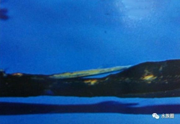 魟鱼养殖技术视频大全,魟鱼饲养入门