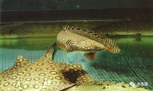 魟鱼养殖技术视频大全,魟鱼饲养入门