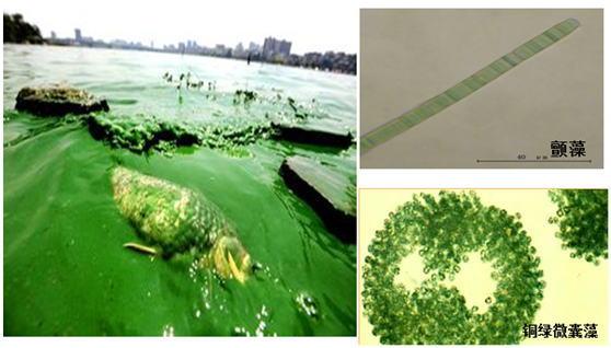 酵素是骗局还是传销,纳豆酵素真的有用吗