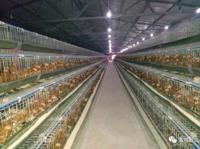 怎样搭建鸡舍方便又卫生,怎样建室内鸡舍图片