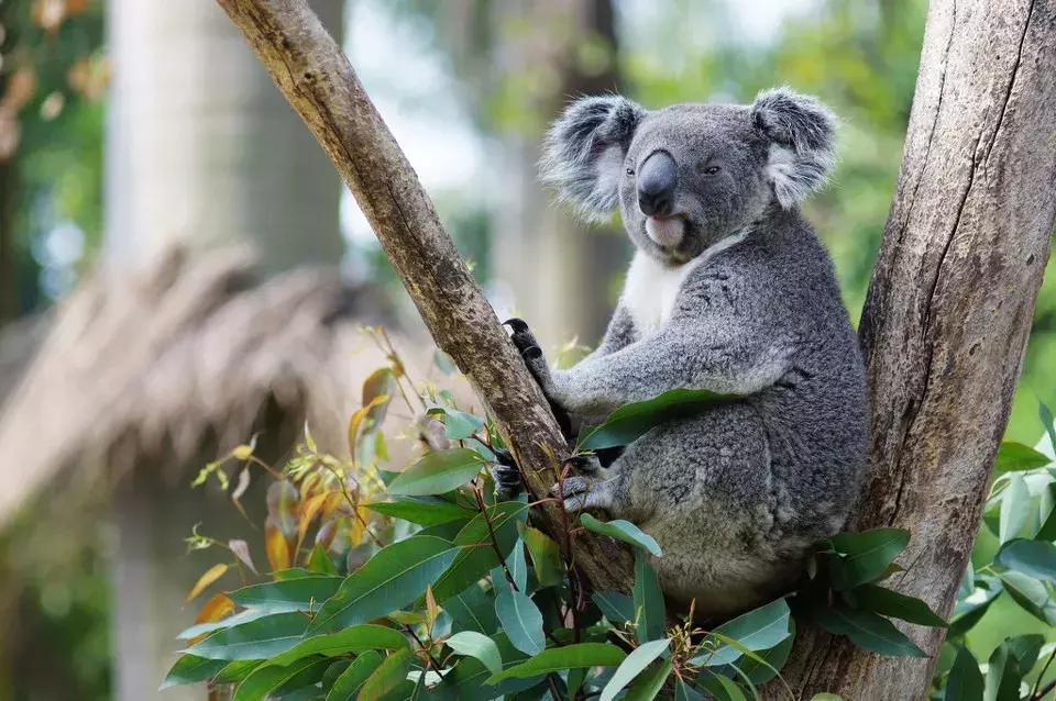 现在去广州长隆度假区旅游攻略,史上最全广州长隆度假区旅游攻略