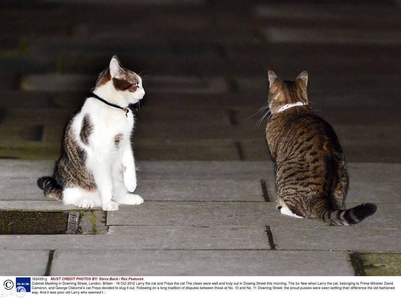 英短公猫6.8公斤算不算胖,橘猫很壮很胖正常吗