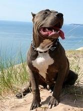 带你了解比特币原始人,带你了解真正的比特犬