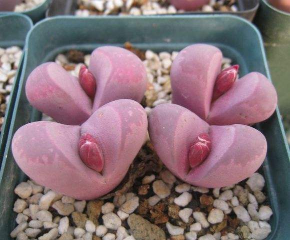 生石花表面皱了怎么办,生石花皱了怎么办呢