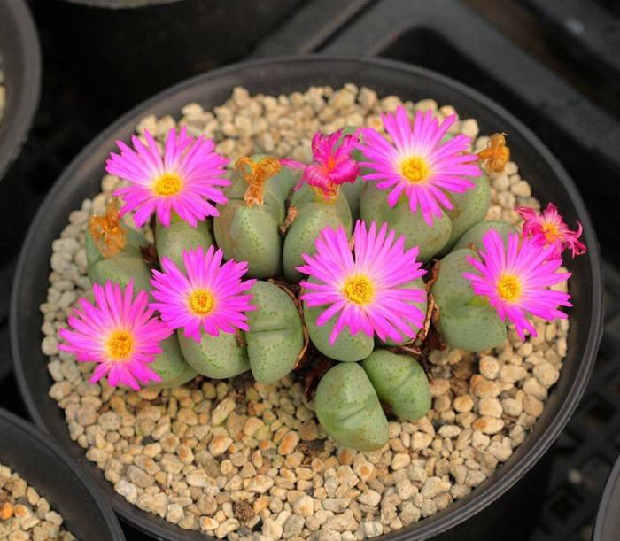 生石花表面皱了怎么办,生石花皱了怎么办呢